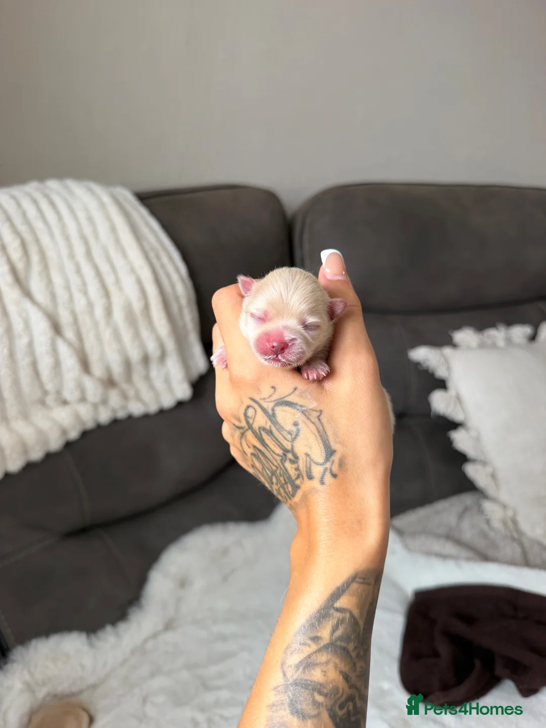 Pomeranian dogs for sale: RARE DOLL TEDDY KOREAN PUPPIES 🎀🧸🇰🇵🇷🇺 in Gosport - Advert 11