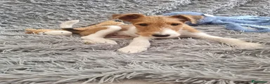 Fox Terrier 1