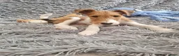 Fox Terrier dogs for sale: Wire Haired Fox Terrier Puppies  - Advert 3