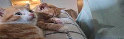 Mixed Breed cats for sale: Beautiful ginger kitten - Advert 11