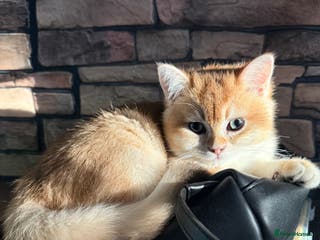 British Shorthair cats ⭐️Golden and Blue Golden Chinchilla kittens⭐️ - Advert 13