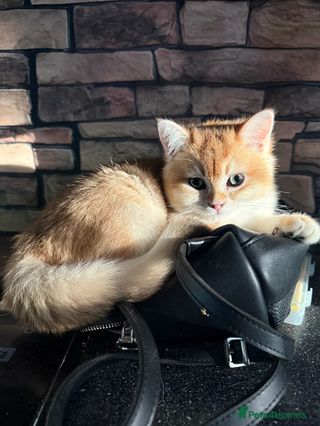 British Shorthair cats for sale: ⭐️Golden and Blue Golden Chinchilla kittens⭐️ - Advert 1