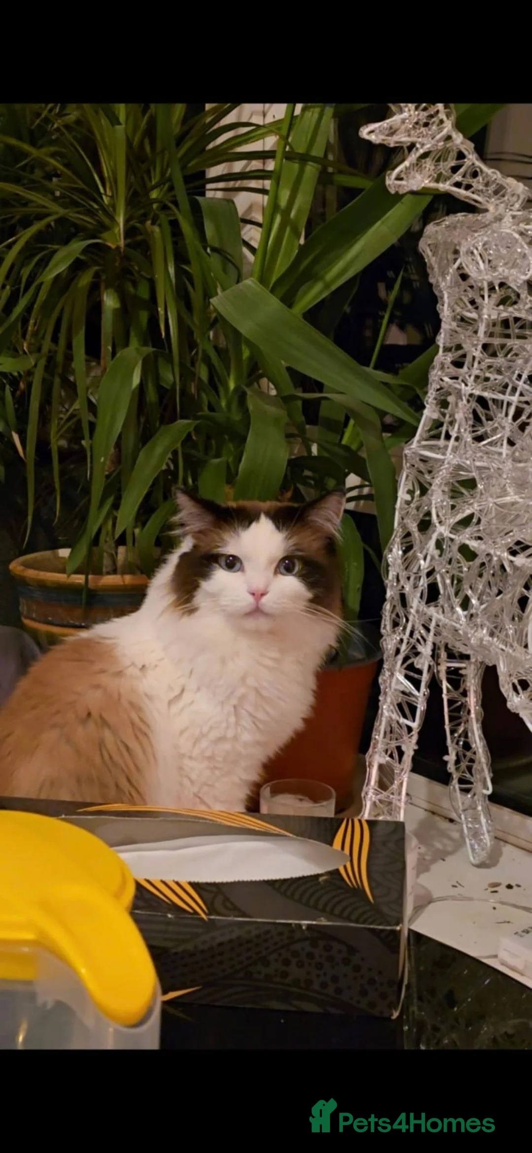 Mixed Breed cats for sale: Beautiful Mixed Ragdoll & Tabby Kittens for Sale - Advert 2