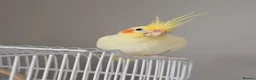 Cockatiels birds for sale: Beautiful Friendly Cockatiel💛 9 month old.  - Advert 3