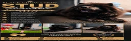 Chow Chow dogs for stud: Black chow chow  - Advert 1