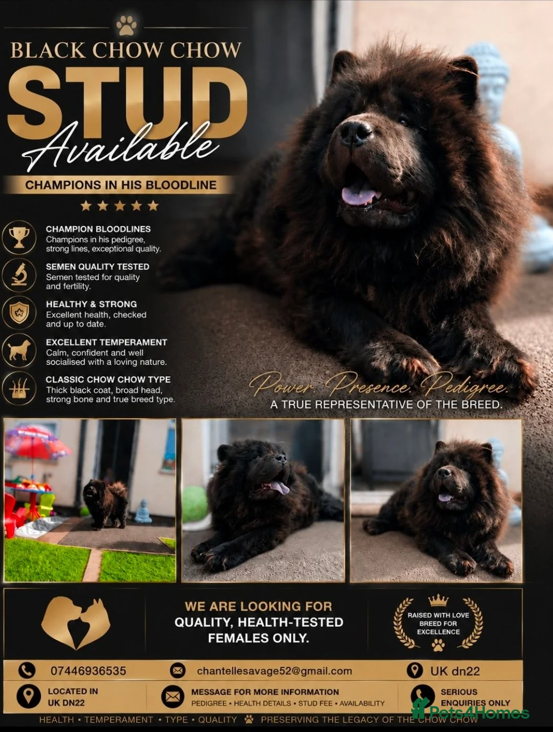 Chow Chow dogs for stud: Black chow chow  - Advert 1
