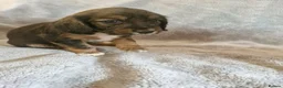 Cocker Spaniel dogs for sale: 3 beautiful cocker spaniel puppies  - Advert 16