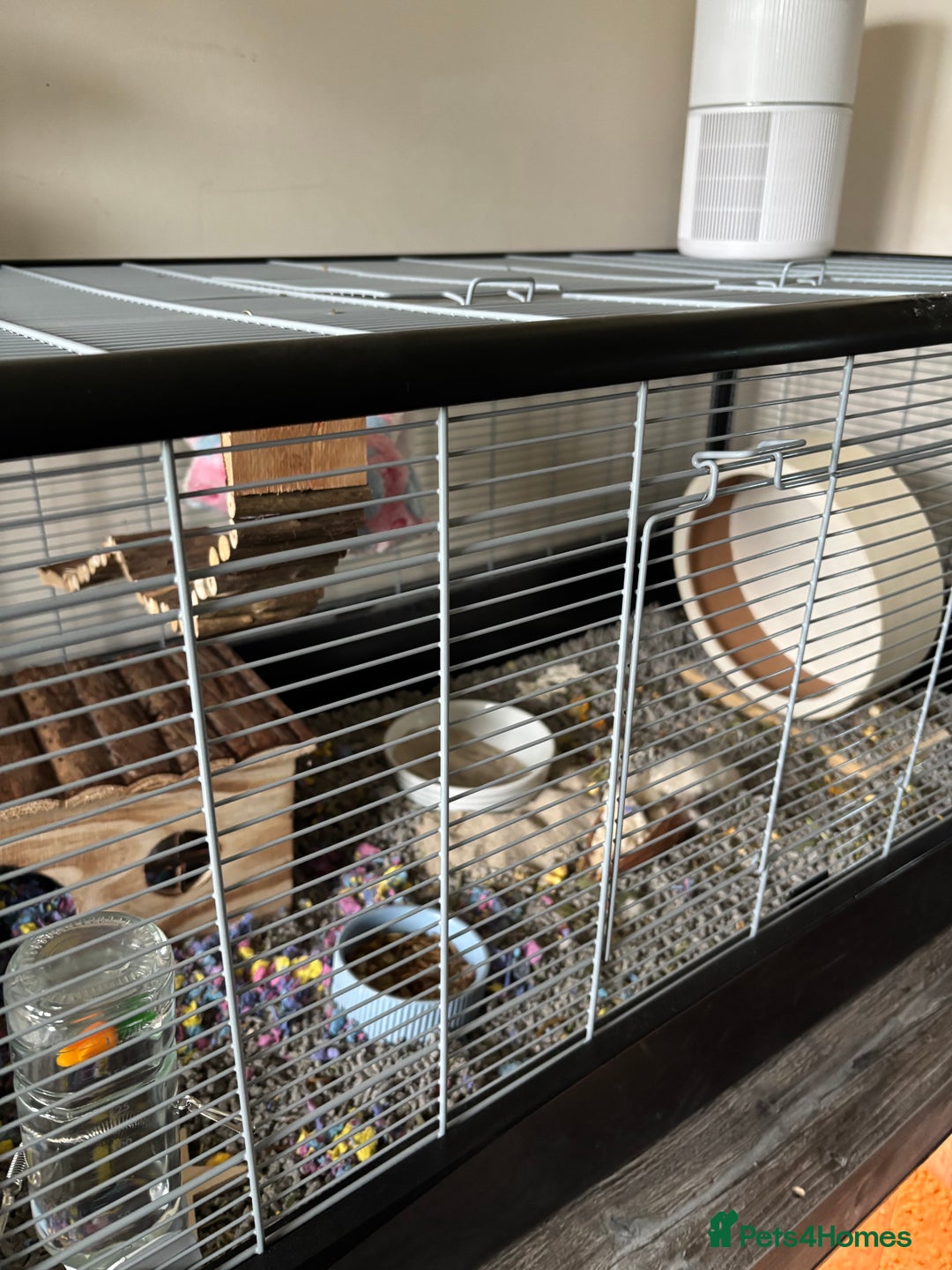 Hamster rodents for sale: Syrian Hamster - Advert 3