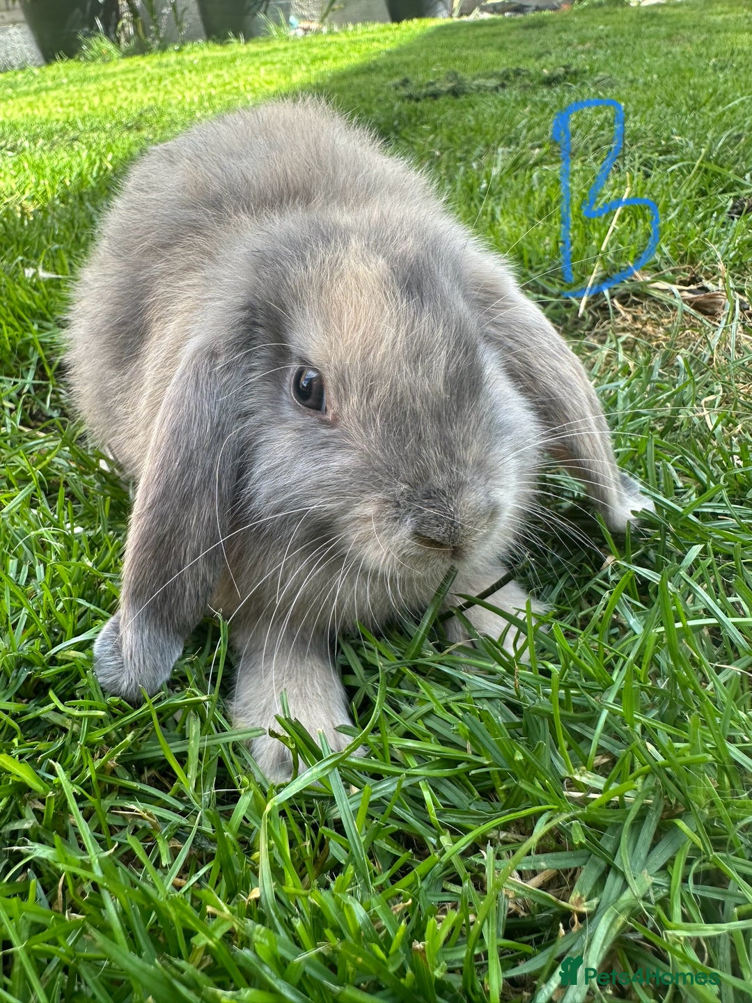 Mini Lop rabbits for sale: Mini Lop Rabbits For Sale  - Image 28