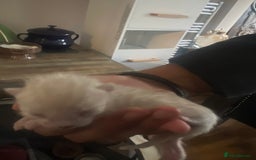 Bengal cats for sale: Pure Bengal Kittens  - Image 6