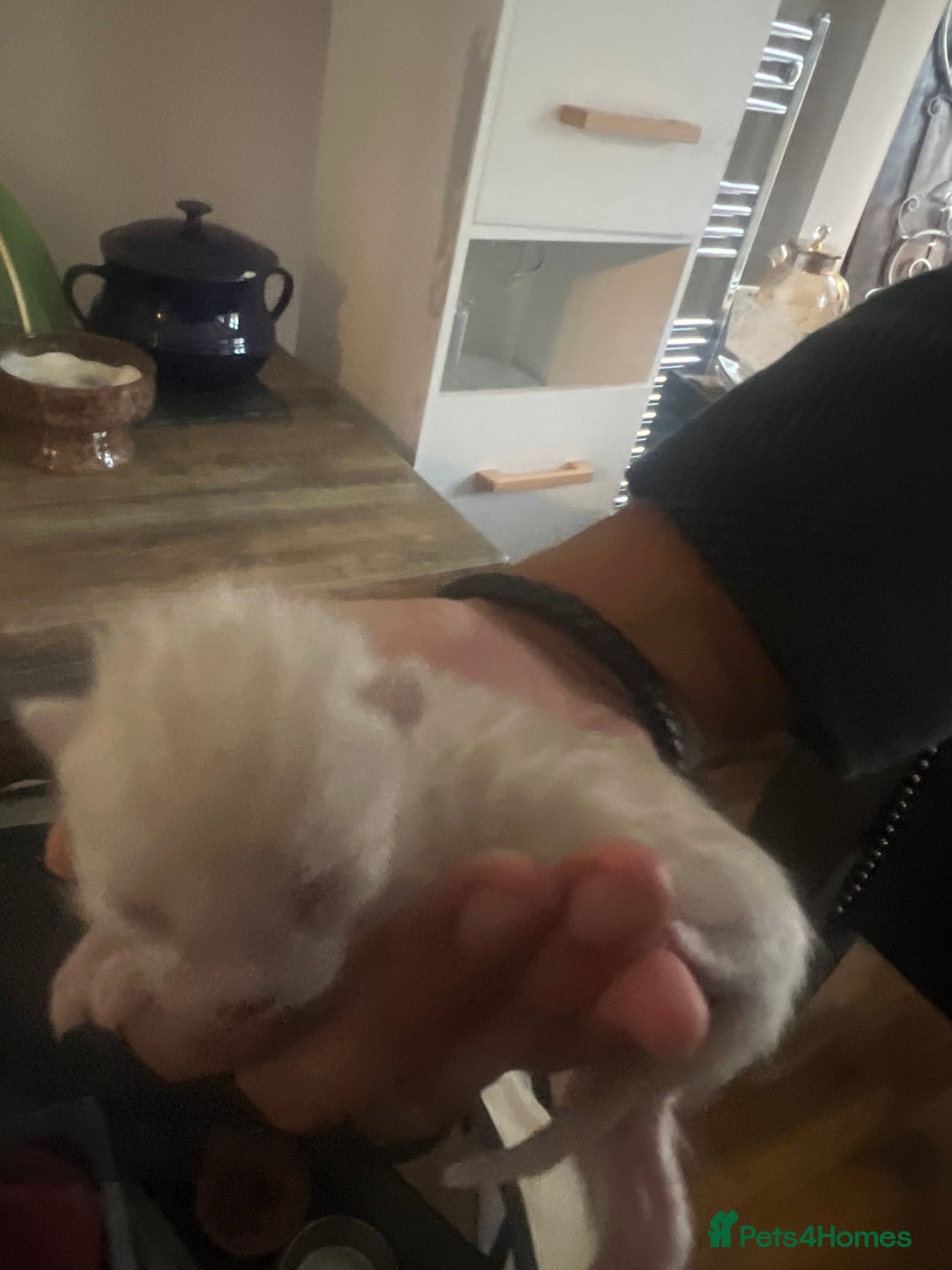 Bengal cats for sale: Pure Bengal Kittens  - Image 6