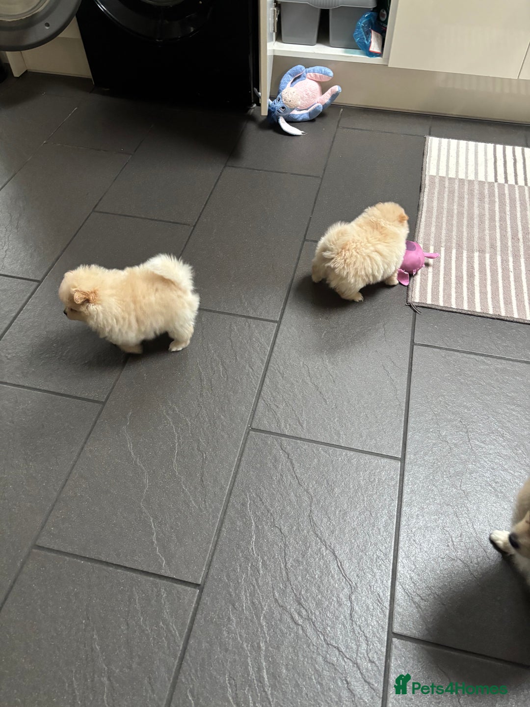 Pomeranian dogs for sale:  Pomeranians pups ready to go on 31st dec  - Advert 16
