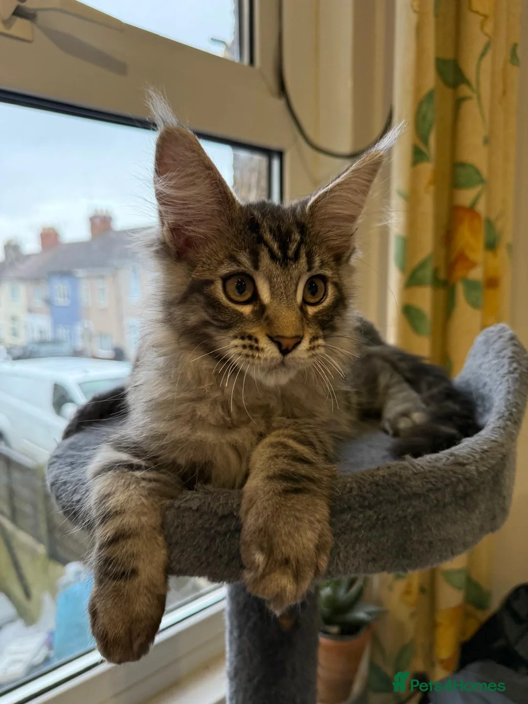 Maine Coon cats for sale: Maine Coon kittens  - Advert 9