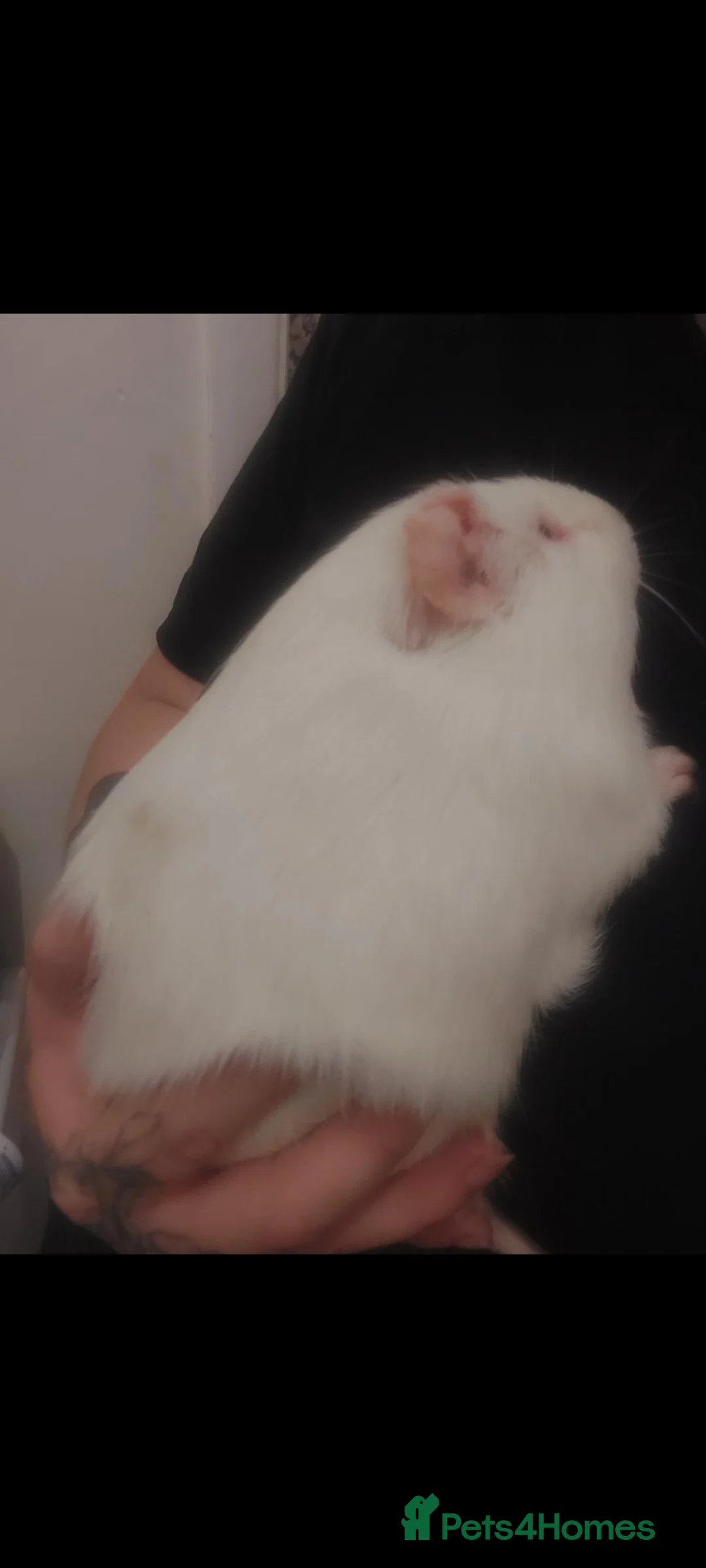 Guinea Pig rodents for sale: SPROUT- lethal white guineapig  - Advert 7