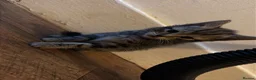 Mixed Breed cats for sale: Cute kittens almost ready for their forever homes - Advert 6