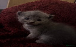 Mixed Breed cats for sale: Female Maine Coon x British Shorthair kitten - Image 2