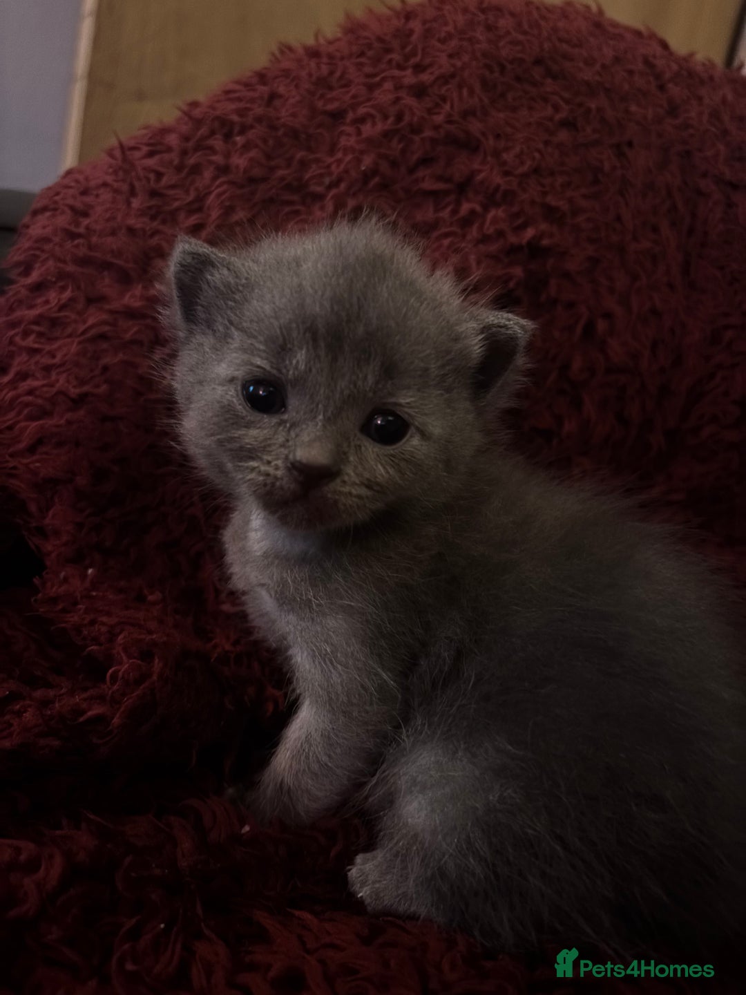 Mixed Breed cats for sale: Female Maine Coon x British Shorthair kitten - Image 2