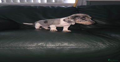 Miniature Dachshund dogs - Advert 14