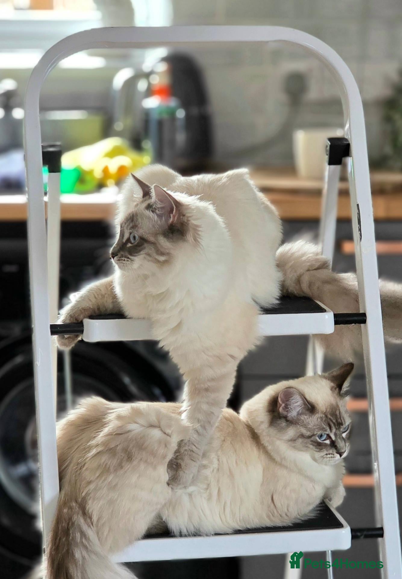 Ragdoll cats Beautiful Ragdoll Sister Pair – Must Stay Together - Advert 1