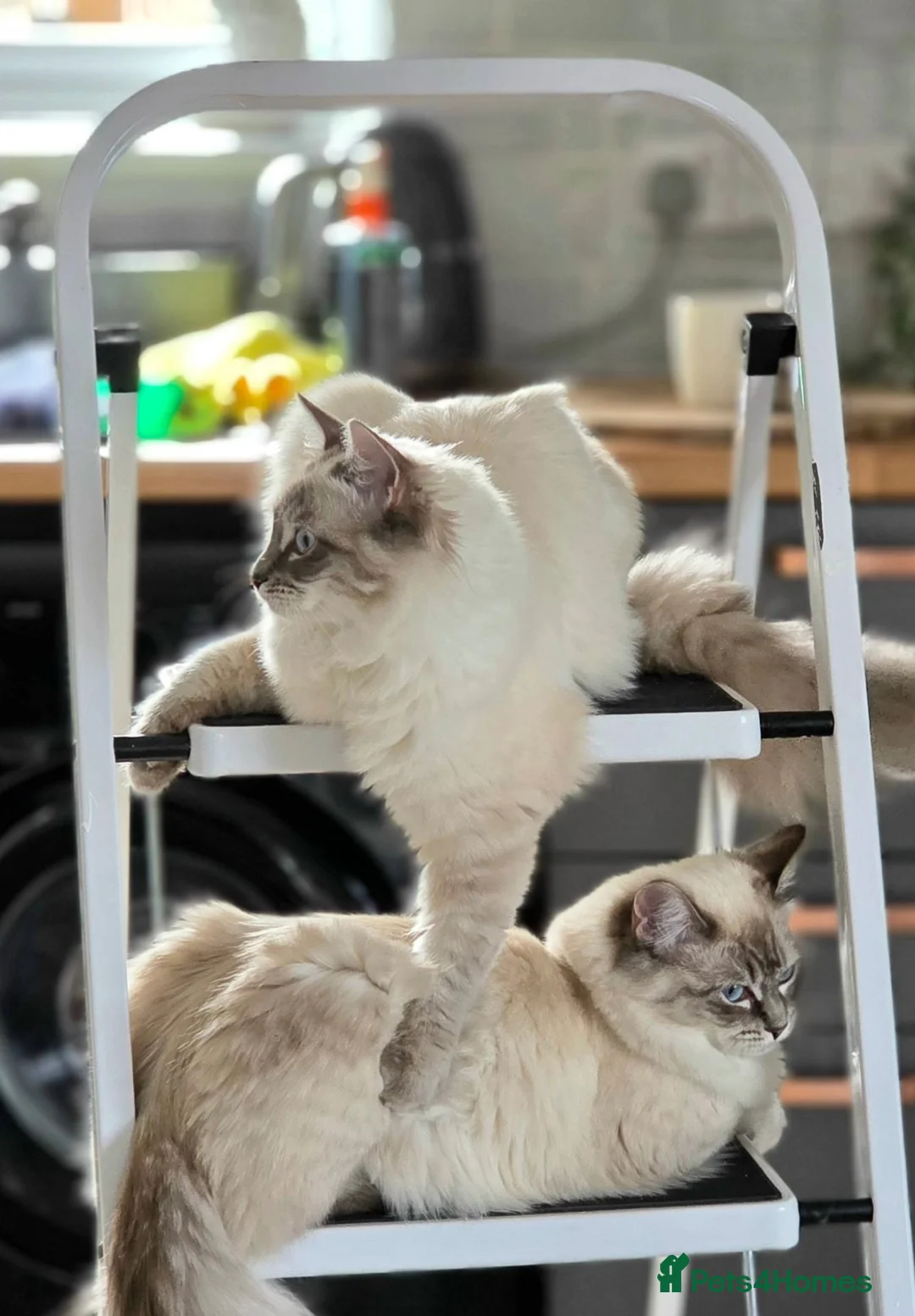 Ragdoll cats for sale: Beautiful Ragdoll Sister Pair – Must Stay Together in Milton Keynes - Advert 1