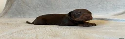 Dobermann dogs for sale: European American mix - Advert 2