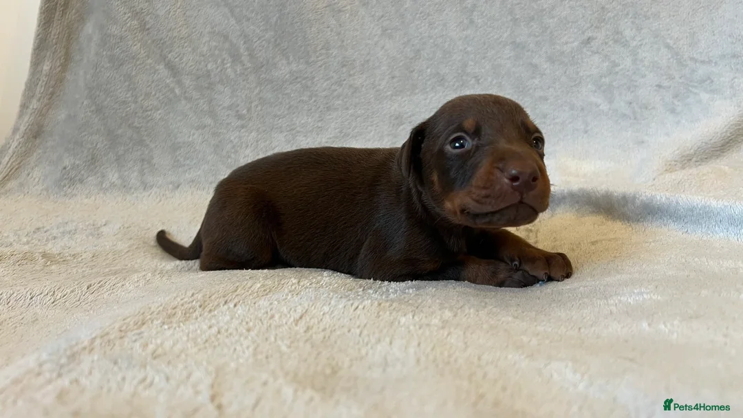 Dobermann dogs for sale: European American mix - Advert 2