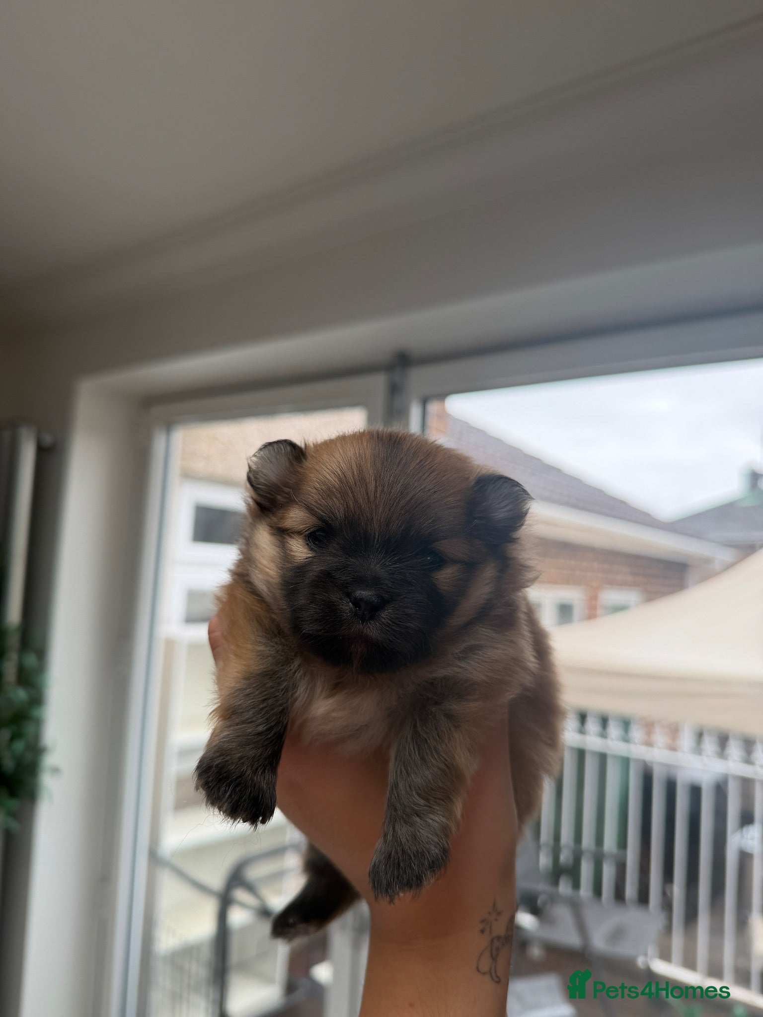 Pomeranian dogs Fluffy Pure bred small pomeranians - Advert 8