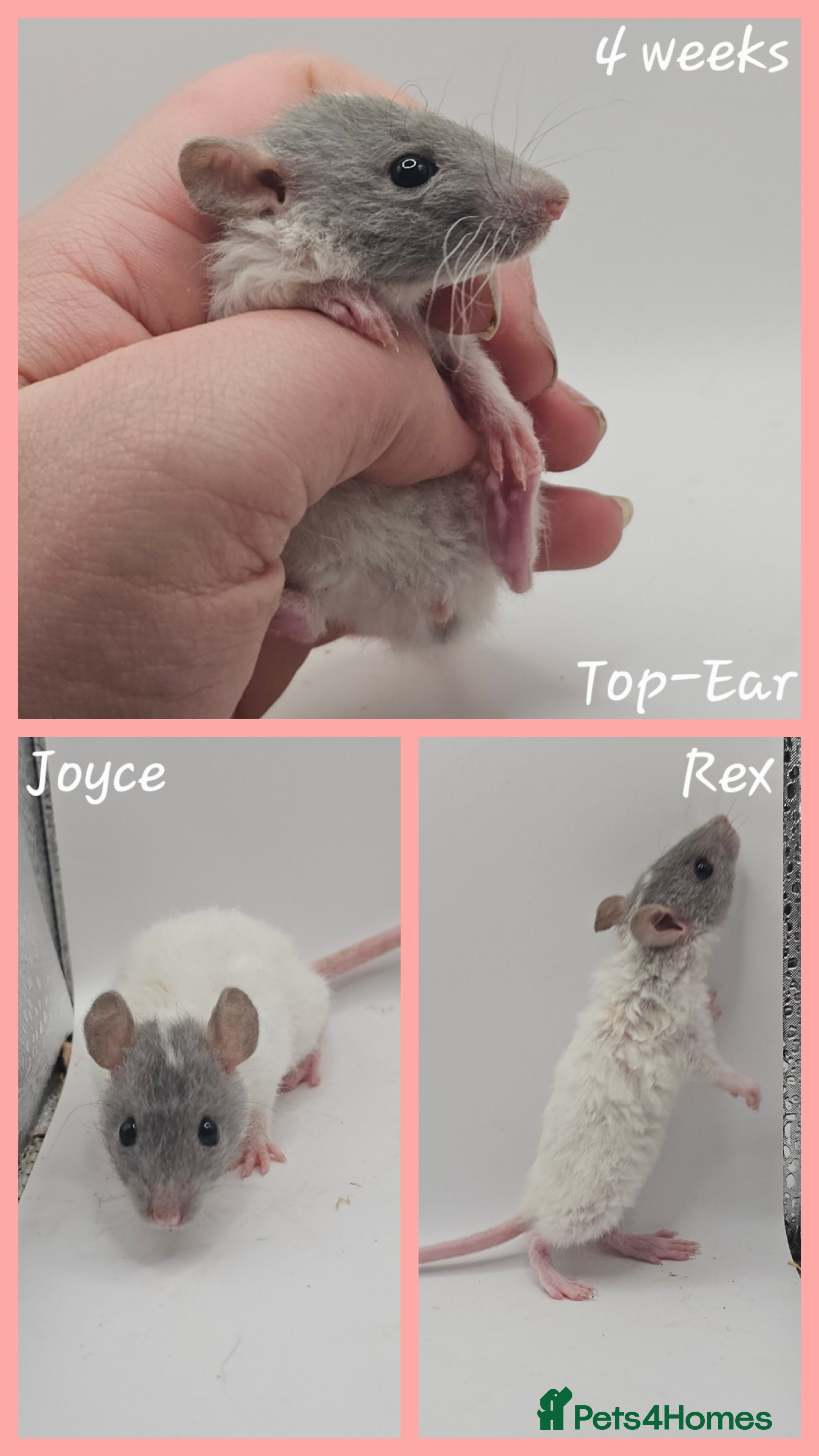 Rat rodents Deansfield Rattery - Rex, Dumbo, Double Rex - Advert 3