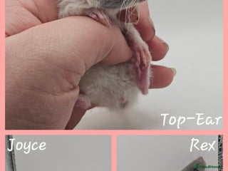 Rat rodents Deansfield Rattery - Rex, Dumbo, Double Rex - Advert 3