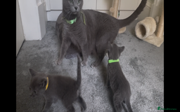 Russian Blue cats for sale: Russian Blue Kittens - Image 30