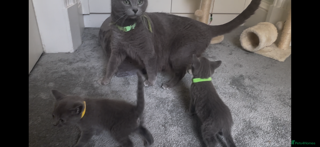 Russian Blue cats for sale: Russian Blue Kittens - Image 30