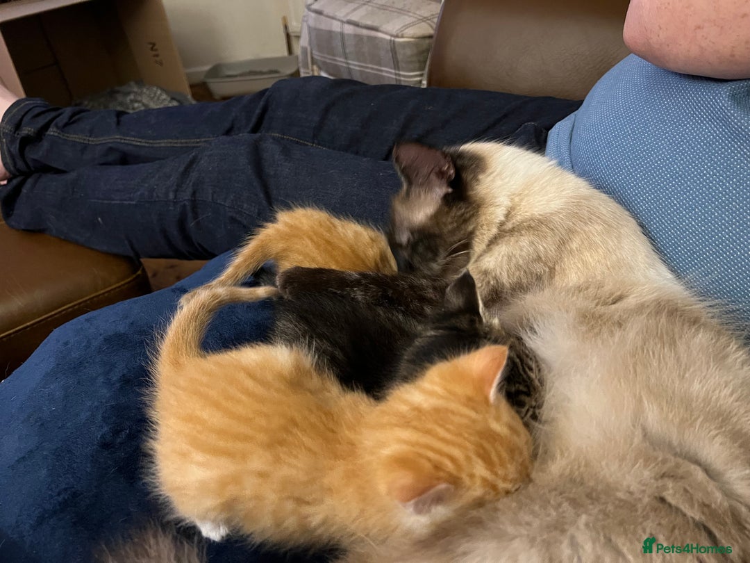 Mixed Breed cats for sale: Ragdoll cross kittens - Image 1