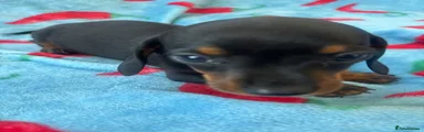 Dachshund 5