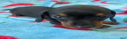 Dachshund dogs for sale: dash hound pups - Advert 3