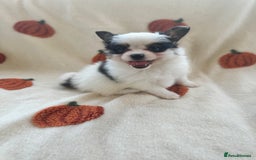 Papillon dogs for sale: 2 Beautiful Pedigree Female Papillons  - Image 15