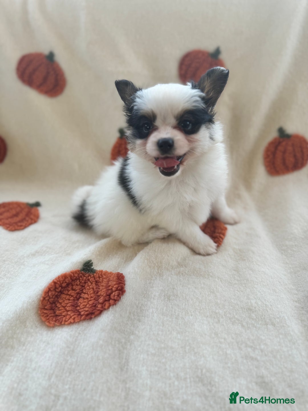 Papillon dogs for sale: 2 Beautiful Pedigree Female Papillons  - Image 15