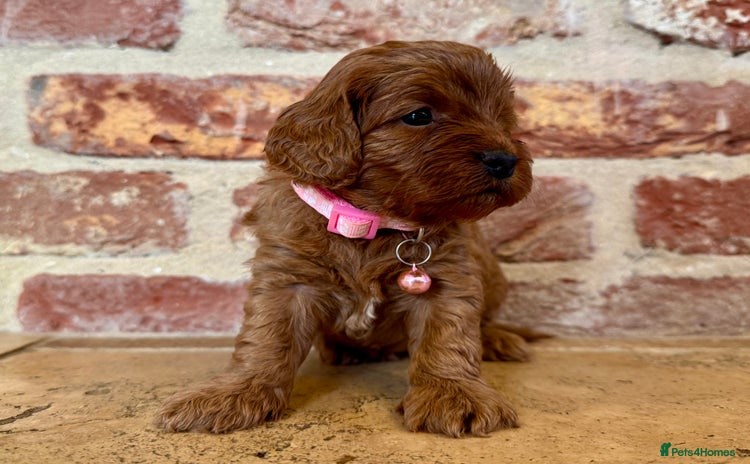 Cavapoo dogs - Advert 1