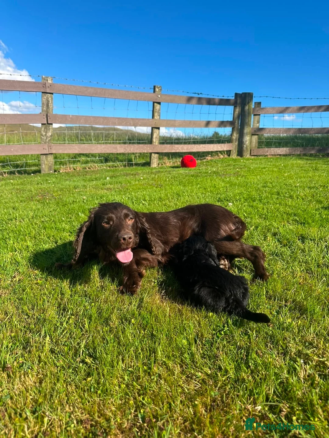Cockapoo dogs for sale: 5 Gorgeous Cockapoo puppies for sale - Advert 14