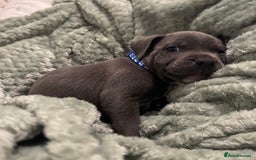 Staffordshire Bull Terrier dogs for sale: Stunning KC Blue Staffordshire Bull Terrier Pups - Image 4