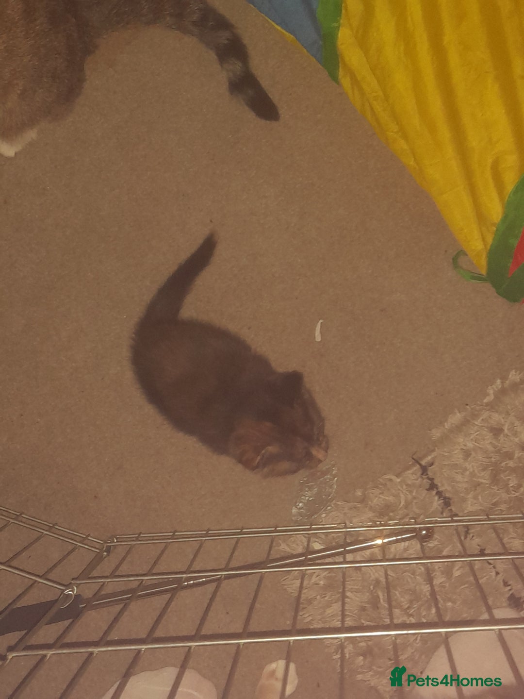 Mixed Breed cats for sale: Little fluff balls  - Advert 3