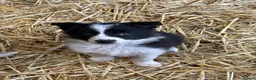 Border Collie dogs for sale: Beautiful border collie puppies  - Advert 7