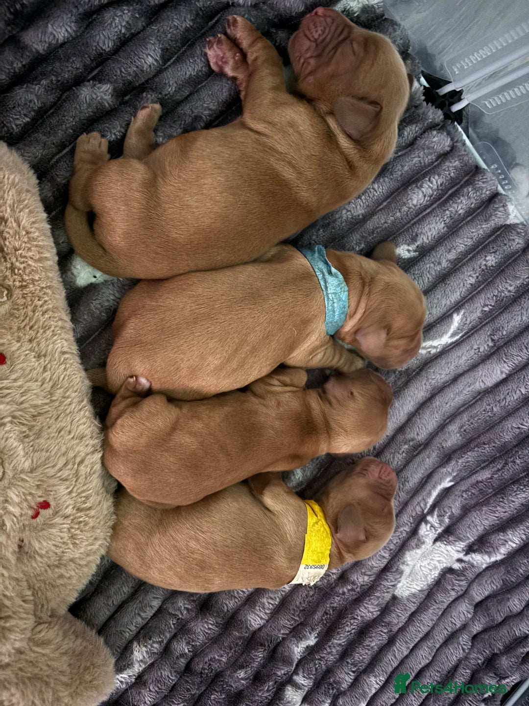 Cocker Spaniel dogs for sale: Beautiful Cocker Spaniel Puppies - Image 2
