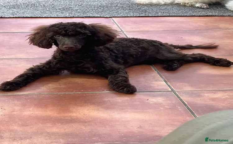Toy Poodle dogs - Advert 1