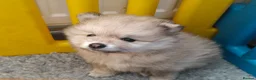 Pomeranian dogs for sale: Ready to go Luxury Pomeranian  - Advert 12