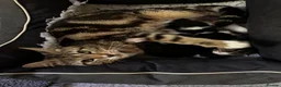 Mixed Breed cats for sale: Bengal Tiger Lily crept out for kittens - Advert 9