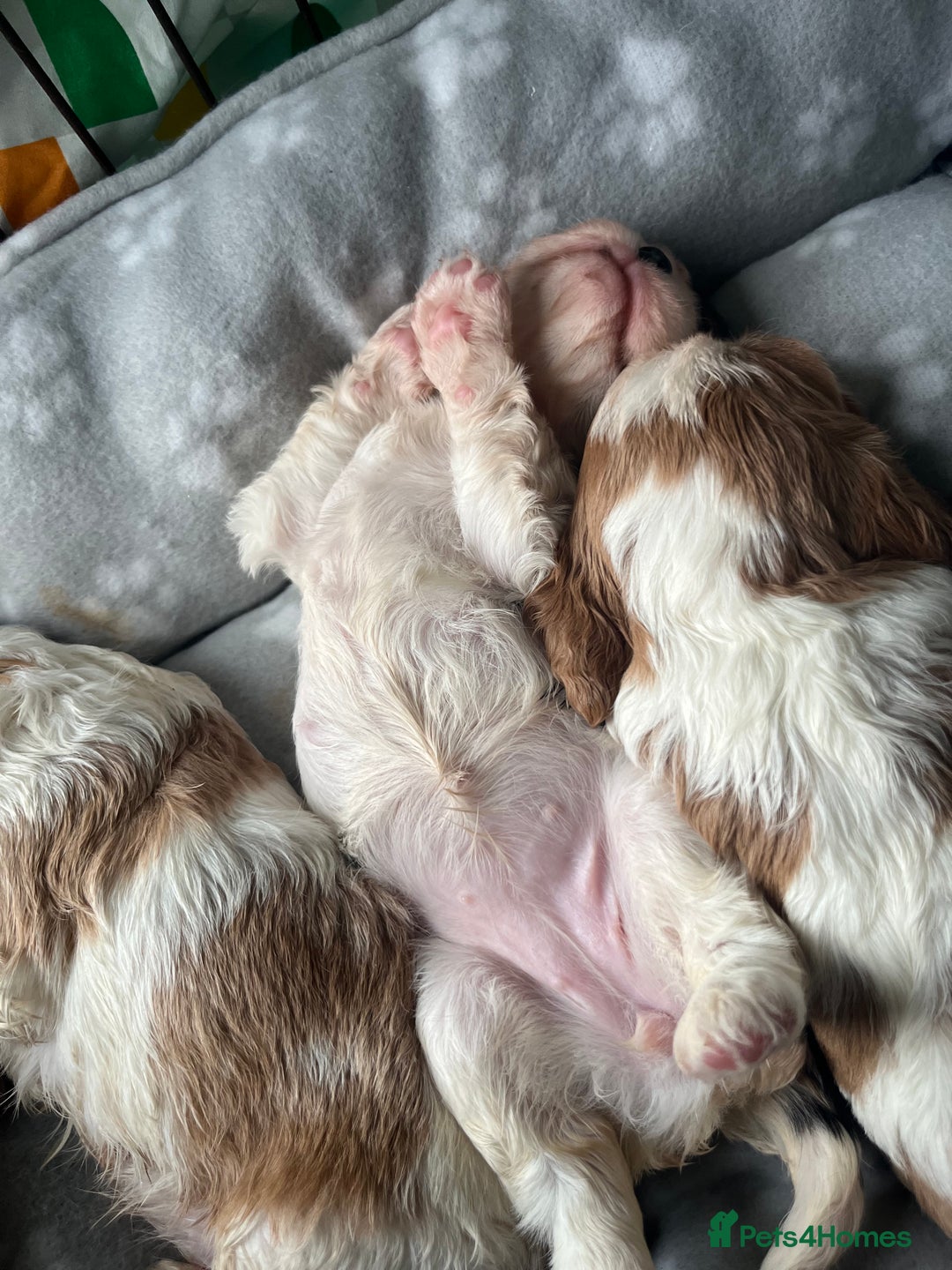 Cavalier King Charles Spaniel dogs for sale: Cavalier King Charles puppy’s  - Advert 22