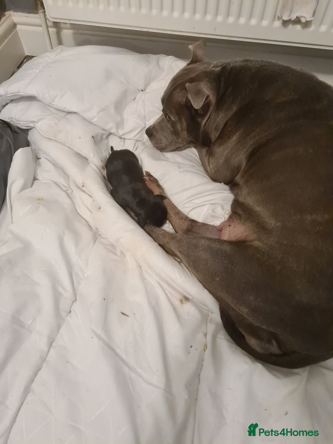 Staffordshire Bull Terrier dogs for sale: Beautiful staff female puppy - Advert 3
