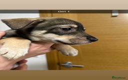 Mixed Breed dogs for sale: Puppies for sale  - Image 35