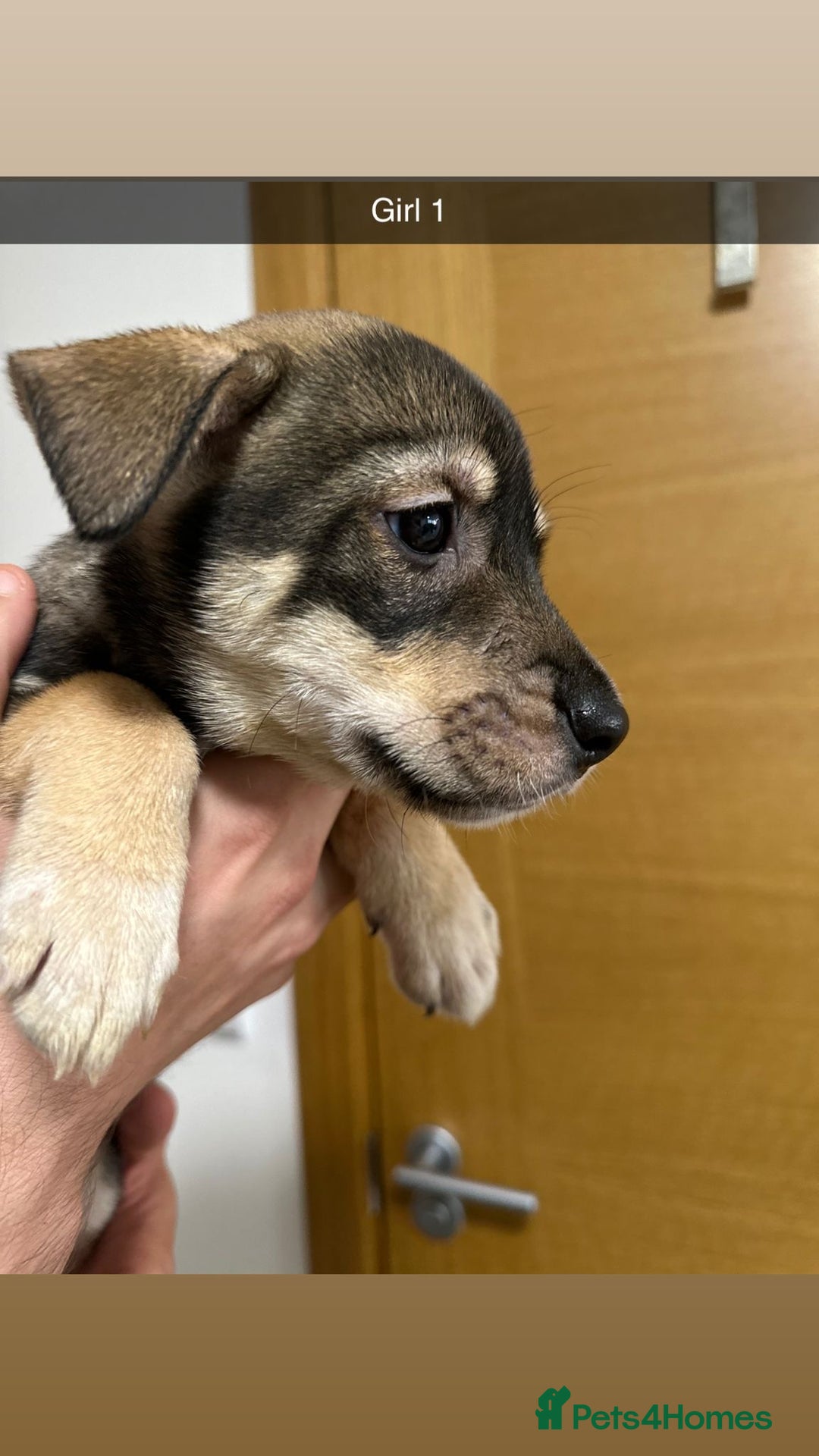 Mixed Breed dogs for sale: Puppies for sale  - Image 35