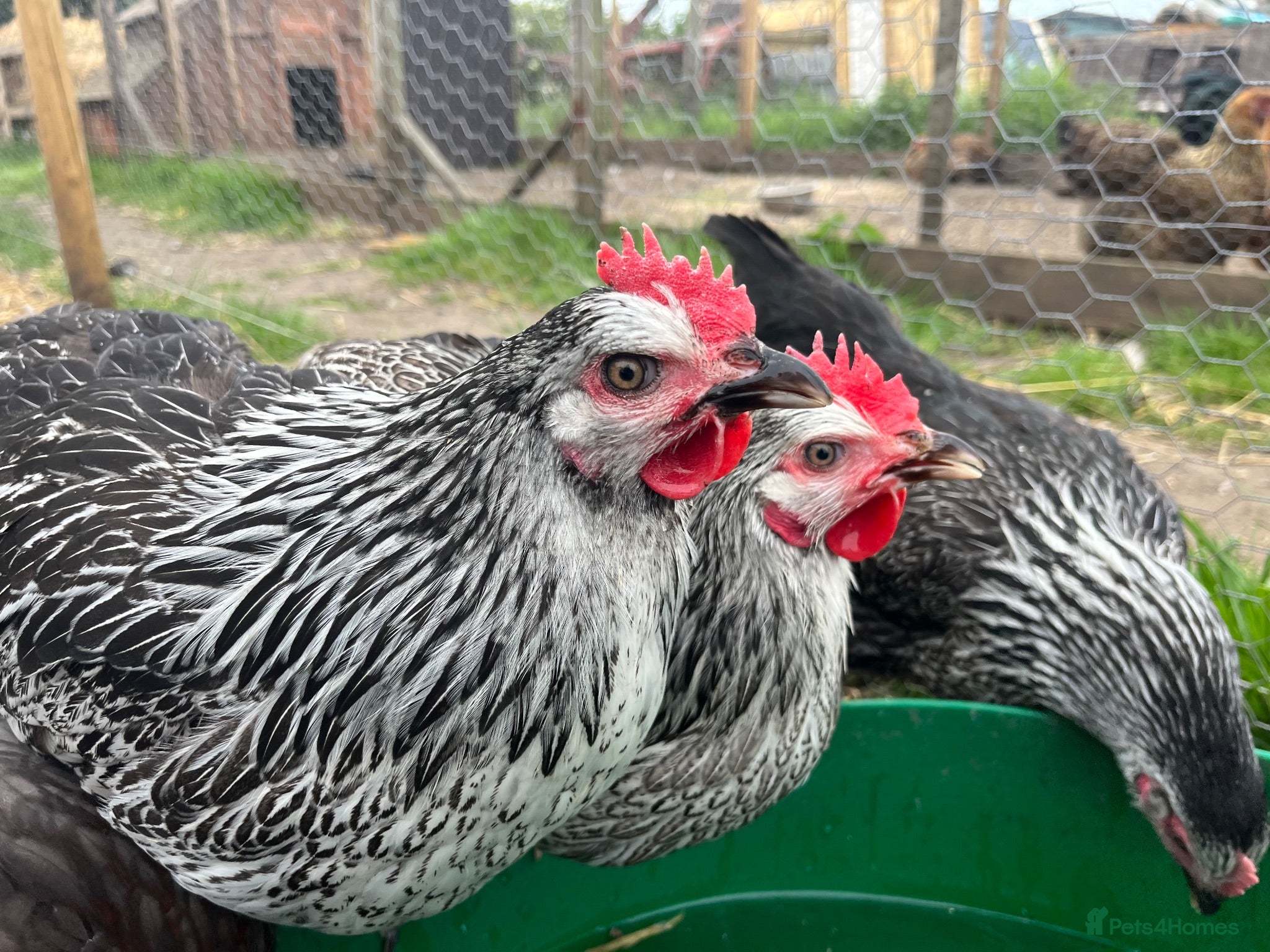 Chickens poultry Guaranteed Female Chickens - Advert 2